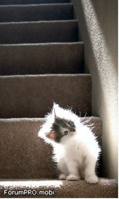 Аля Еремина