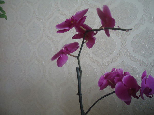 Елена Зернова