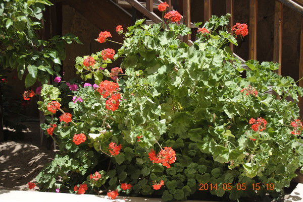 Лора Шелкова