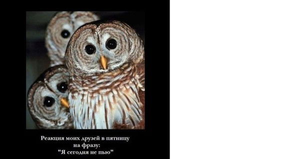 Дмитрий Бриль