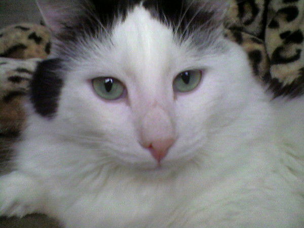 Татьяна Пелепейко