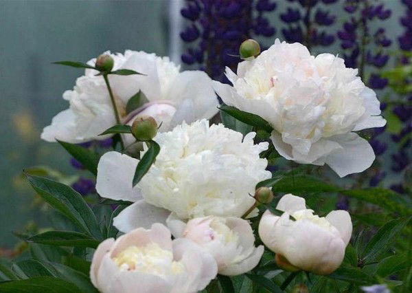 Жазира Айманбетова