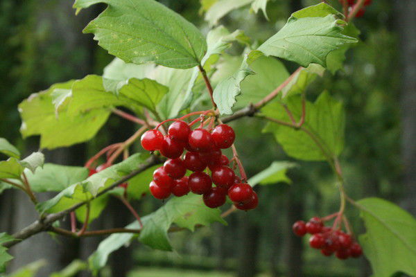 Андрей Строганов