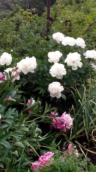 Людмила Бадрызлова