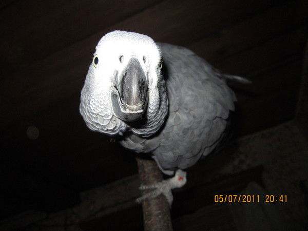 Светлана Веричева