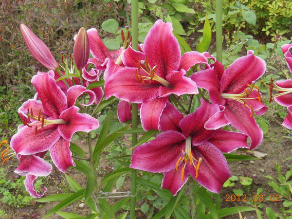 Галина Кузьминка