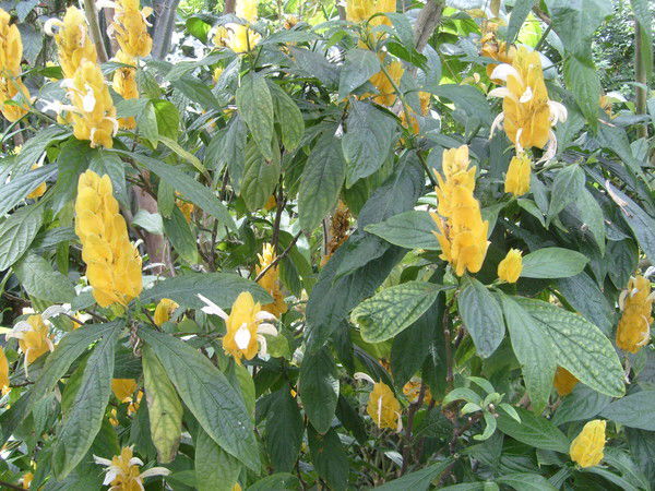 Надежда Кулишенко