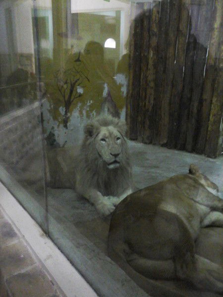 Ляззат Арыстанова