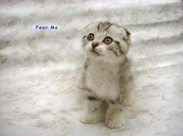 Игорь Авксентьев