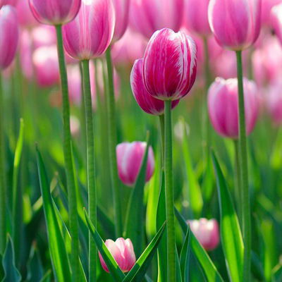 Эльза Гараева