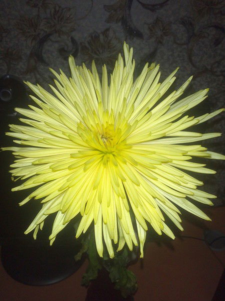 Александра Страх