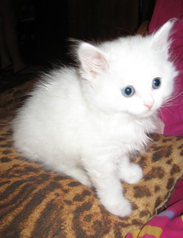 Ольга Федосик