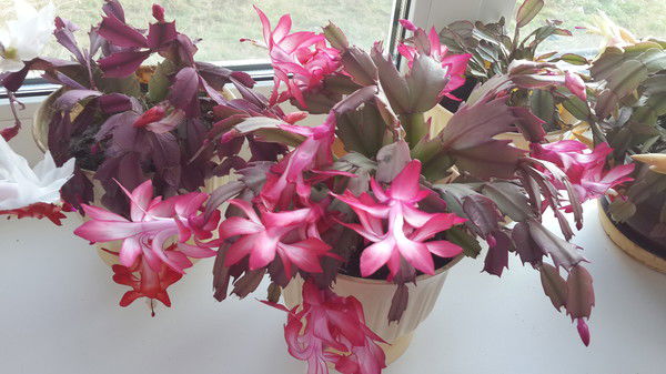 Ольга Диденко