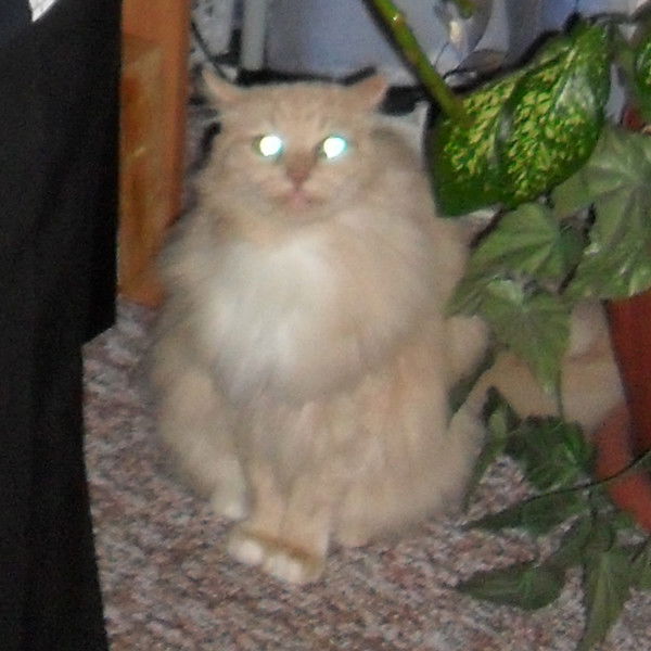 Татьяна Гильденберг