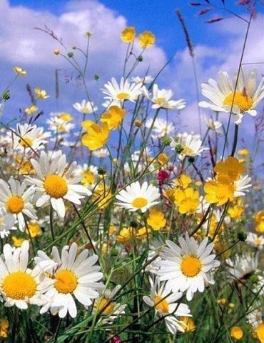 Наталья Чиж