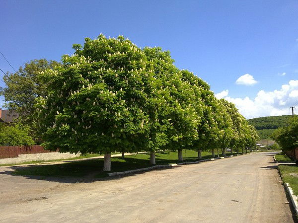 Вова Недільський