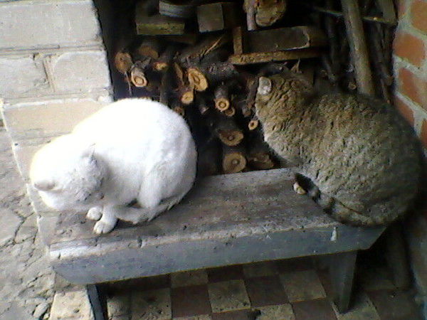 Николай Григорьев