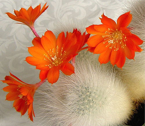 Любовь Комлева