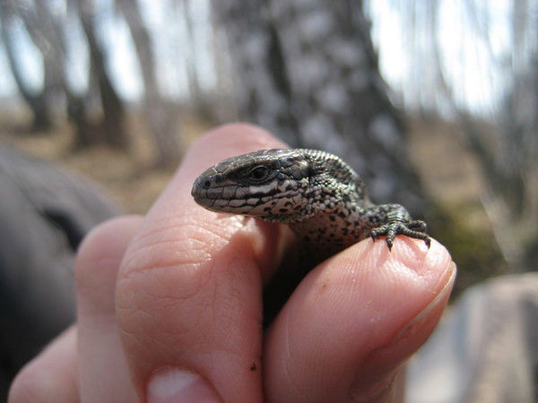 Максим Енбаев