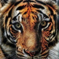 Олеся Курилина