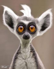 Мила Милочка