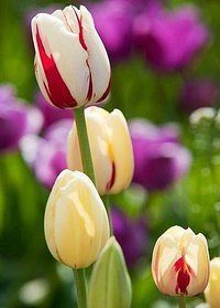 Ольга Кулеш