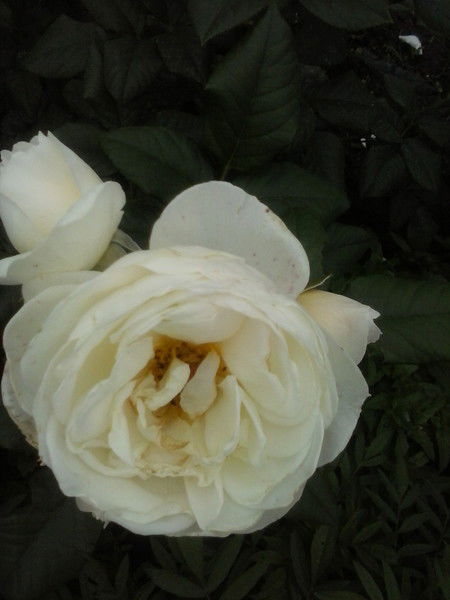 Нина Соловьева