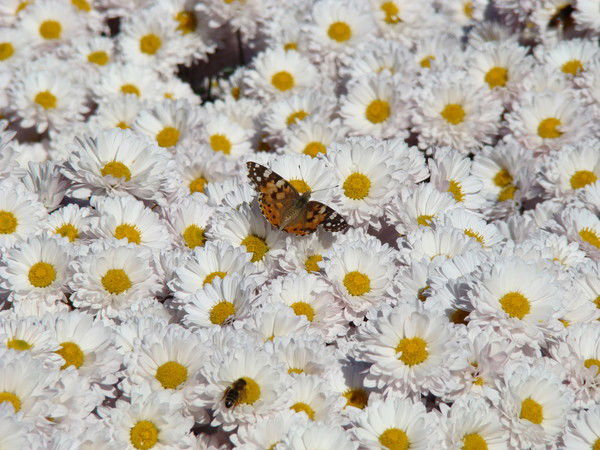 Наташа Маркова