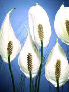 ¤Оля Телегузова¤