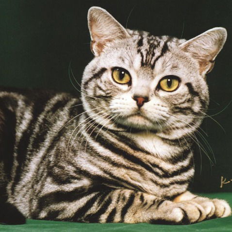 Максим Смирнов