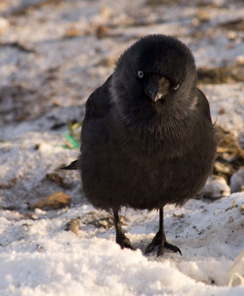 Нет Зла В Моём Сердце Но...