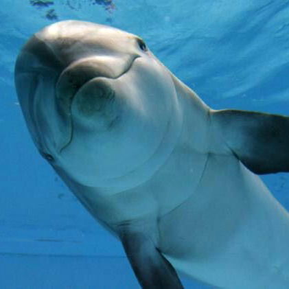 Ира Матвеенко