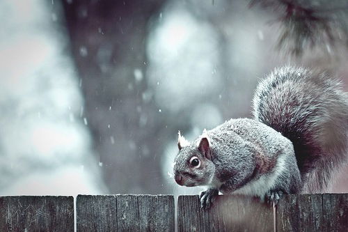 Рамин Аллазов