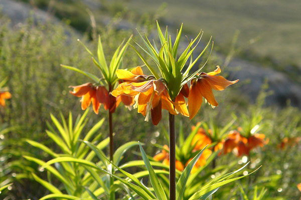 Элмира Исакова