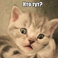 Полина Чистякова