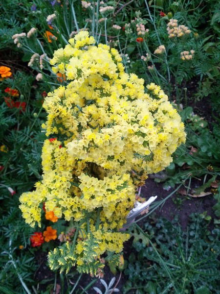 Валентина Супроненко