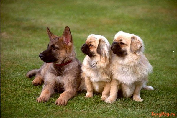 Татьяна Денисенко