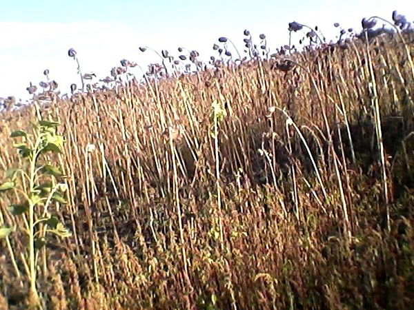 Сергей Ревенко