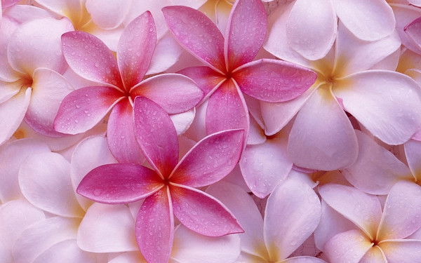 Ольга Бакало