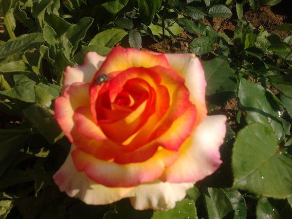 Света Ерёмкина