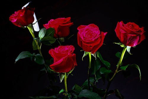 Надира Коккозева