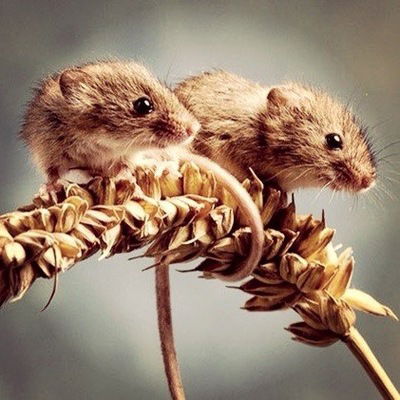 Даша Мастренко