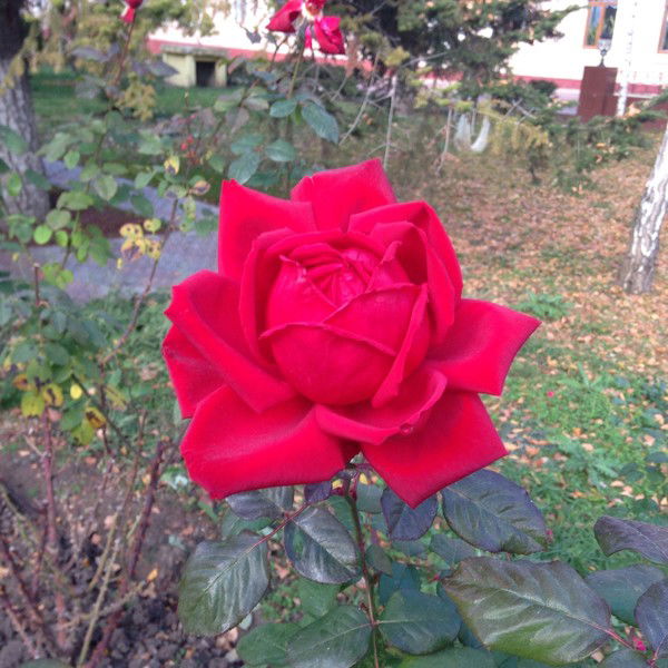 Елена Гугучкина