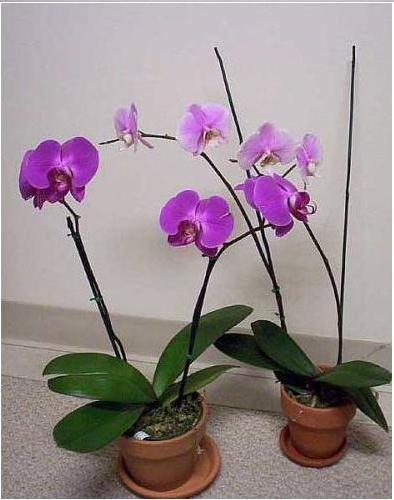 Tatyana Kulbeshirova