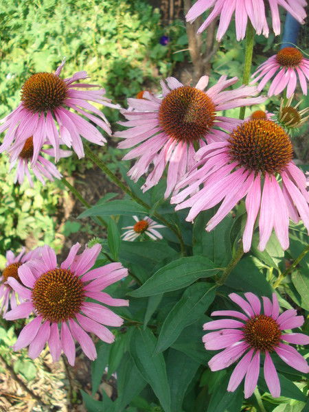 Татьяна Клевер