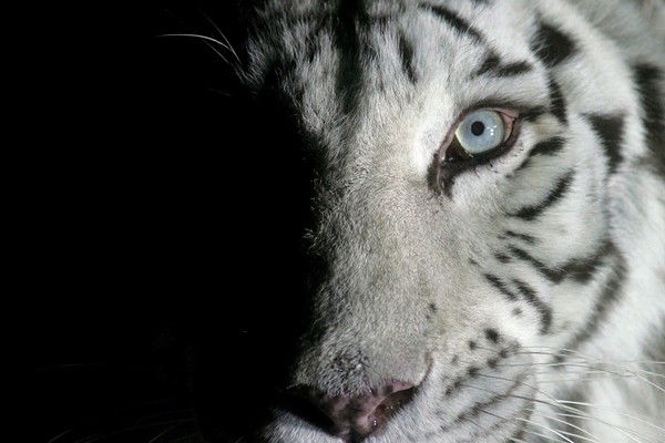 Михаил Ганжин