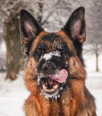 Вася Машковцев