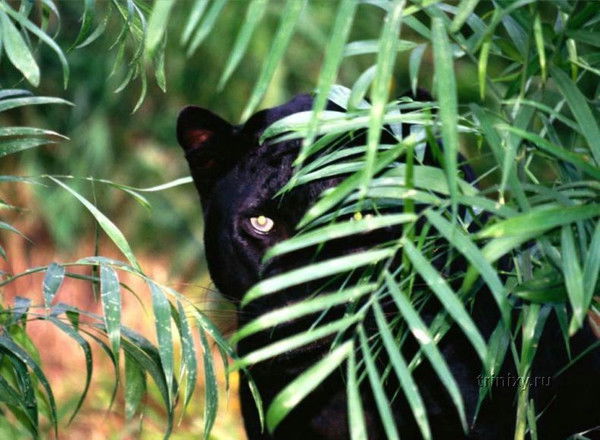 Жанат Корженов