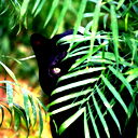 Жанат Корженов