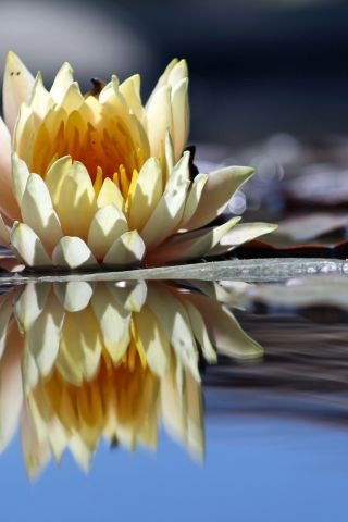 Довлетмат Гочмедов